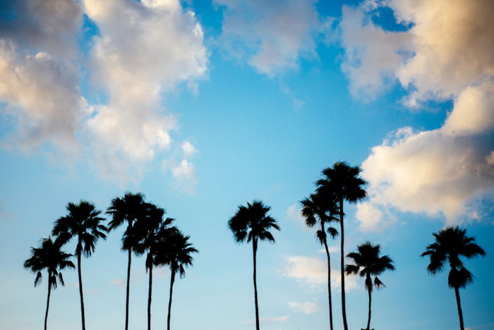 silhouette of palm trees against cloudy bright blue sky