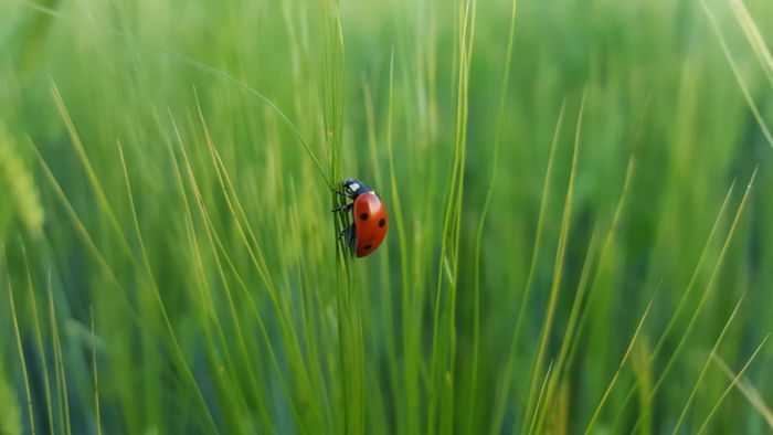 A close up photo of a red ladybird in green grass