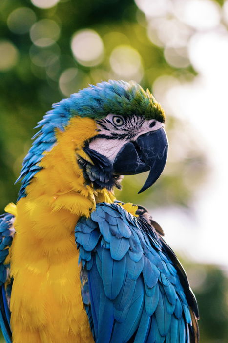 A portrait of a brightly colored macaw