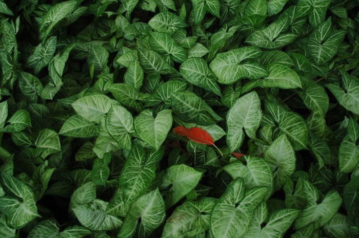 A close up of green leaves with one red leaf among them