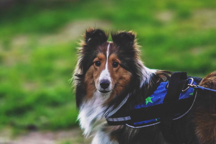 A pet portrait of a brown dog shot in low light - night photography tips