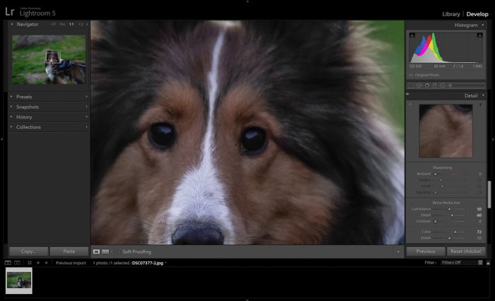 Editing a pet portrait of a brown dog in adobe lightroom - night photography tips