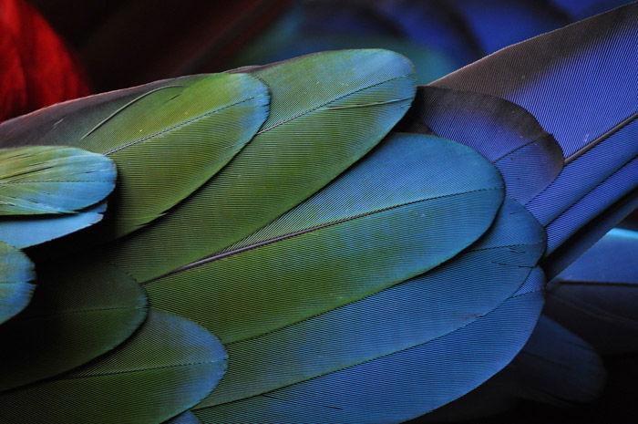 A close up photo of colorful bird feathers - abstract photos