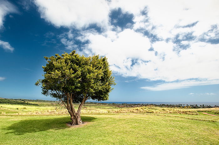 A bright and airy photo of a tree in a beautiful landscape