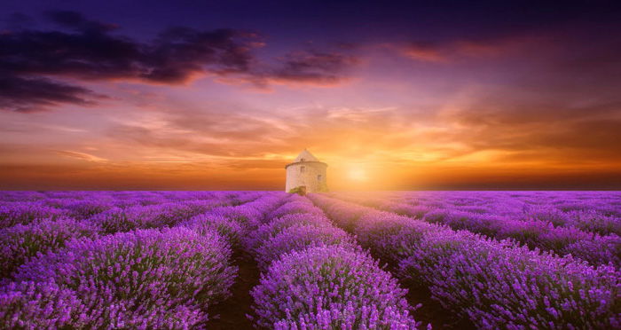 Fine art photo of a garden of purple flowers By Margaret Morgan