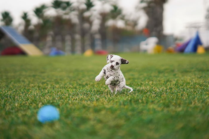 A sweet pet portrait of a small Dalmatian puppy playing outdoors - photography laws