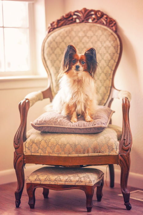 A sweet pet portrait of a small white and brown dog posed on a vintage chair - photography and the law