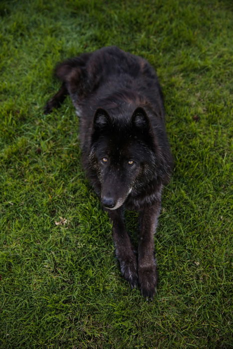 Pet portrait of a large black dog sitting outdoors - photography laws