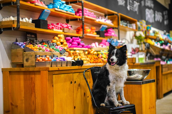 A bright and airy portrait of a border collie dog indoors shot with studio lights