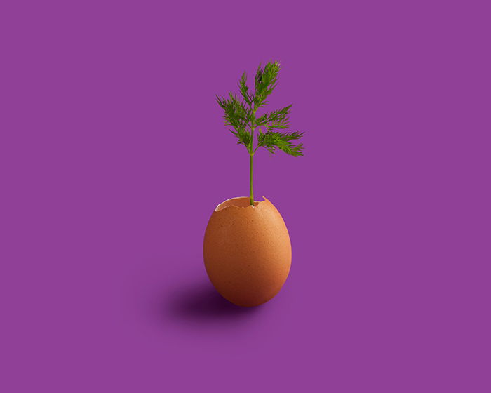 A conceptual photo of a plant growing from an eggshell on a purple background 