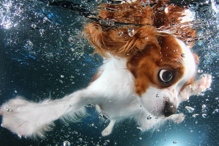 Incredible underwater portrait of a cute dog swimming by Seth Casteel 