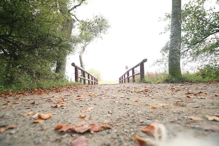 A bright and airy forest location for a professional photo shoot