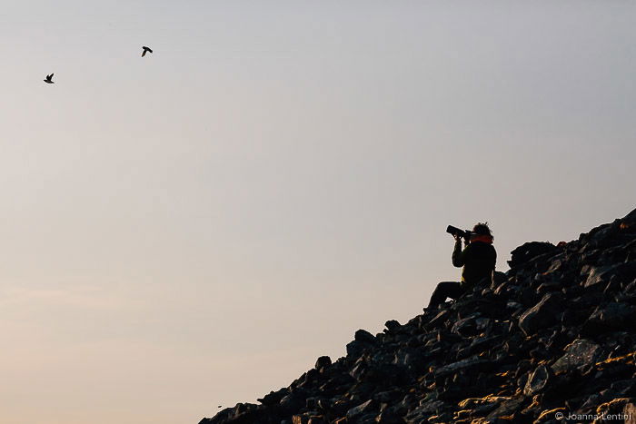 A wildlife photographer shooting a photo of birds