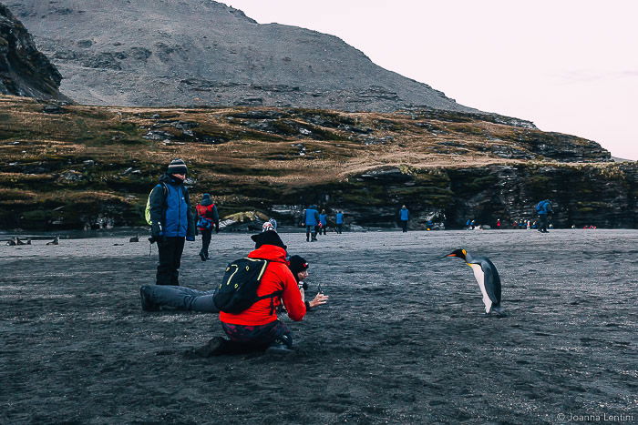 A wildlife photographer shooting a portrait of a penguin on a beach 