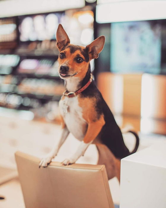 An indoor pet portrait of a cute dog taken with the Nikon Z7 Mirrorless camera