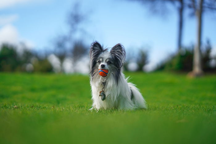 An outdoor pet portrait of a cute dog taken with the Nikon Z7 Mirrorless camera