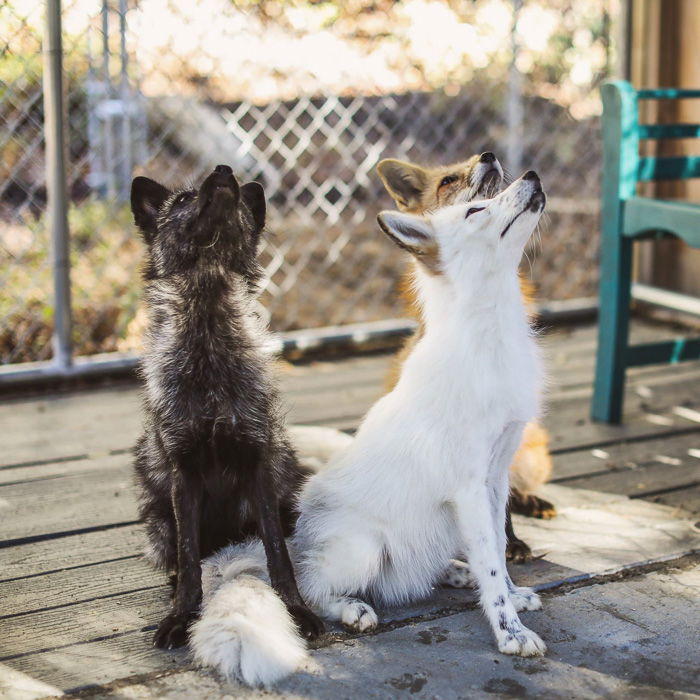 A pet portarit of two dogs taken with the Nikon Z7 Mirrorless camera