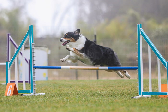 Action shot of a dog jumping over an agility jump, shot with the Sigma 70-200mm f/2.8 DG OS HSM