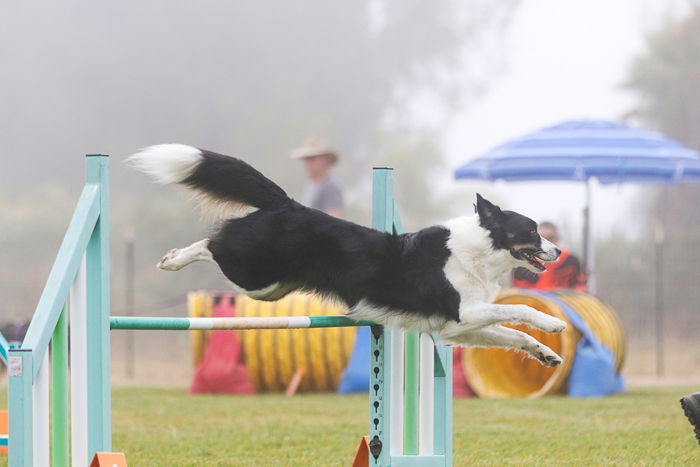 Action shot of a dog jumping over an agility jump, shot with the Sigma 70-200mm f/2.8 DG OS HSM