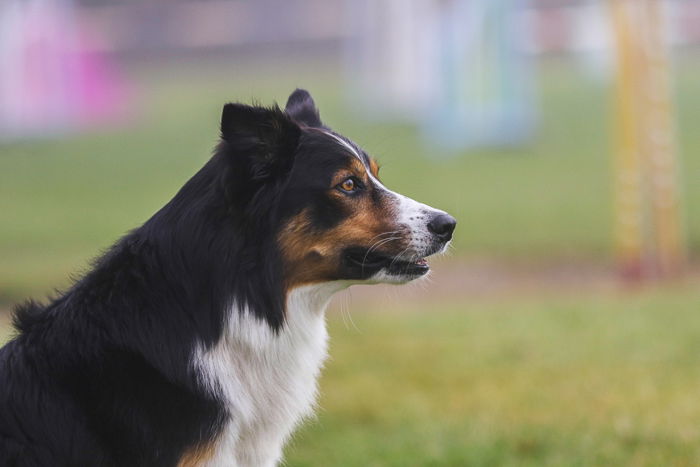 Pet portrait of a dog outdoors, shot with the Sigma 70-200mm f/2.8 DG OS HSM