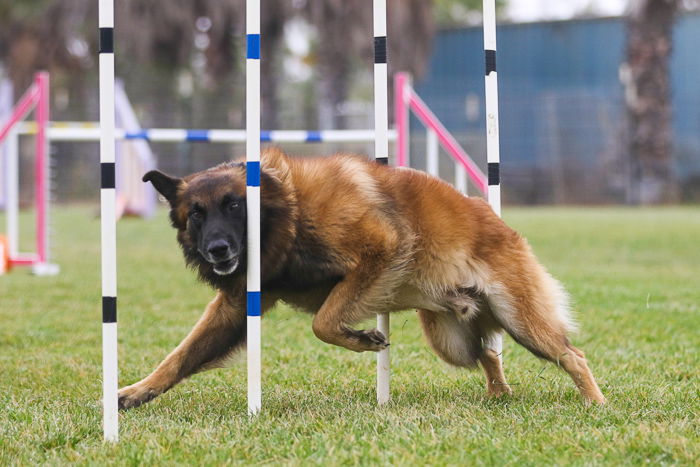 Action shot of a dog jumping over an agility jump, shot with the Sigma 70-200mm f/2.8 DG OS HSM