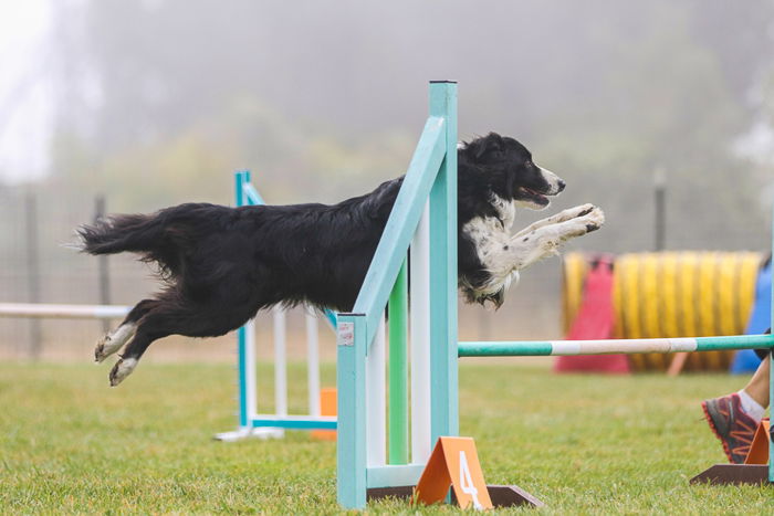 Action shot of a dog jumping over an agility jump, shot with the Sigma 70-200mm f/2.8 DG OS HSM