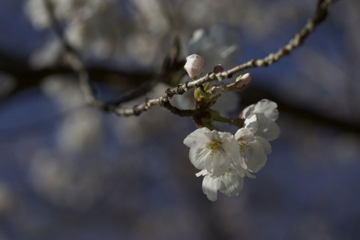 A sharp image of cherry blossoms on a tree with blurry background - soft focus photography