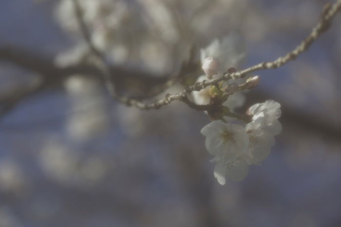 Artistic blurry image of cherry blossoms on a tree - soft focus photography