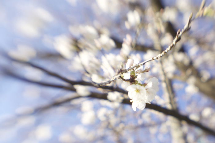 Artistic blurry image of cherry blossoms on a tree - soft focus photography