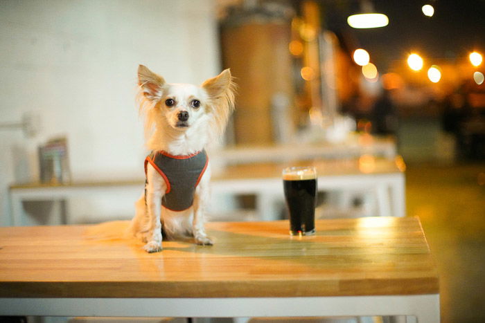 A small white dog and a pint of guinness on a wooden counter top - beer photography tips