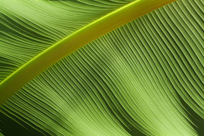 A macro photo of a green leaf - gestalt theory photography