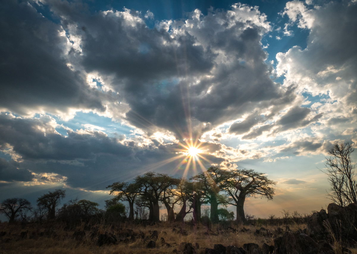 safari photography