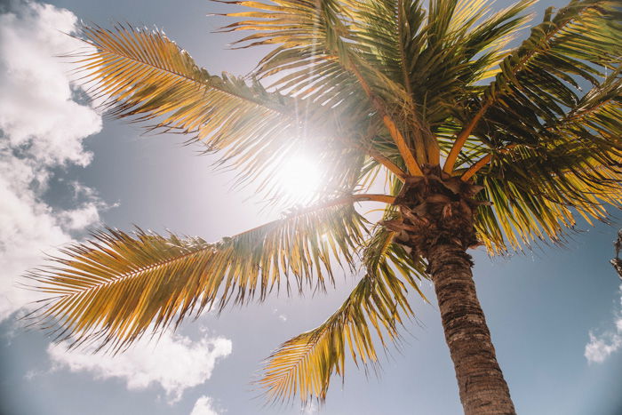 A palm tree with lens flare entering from behind