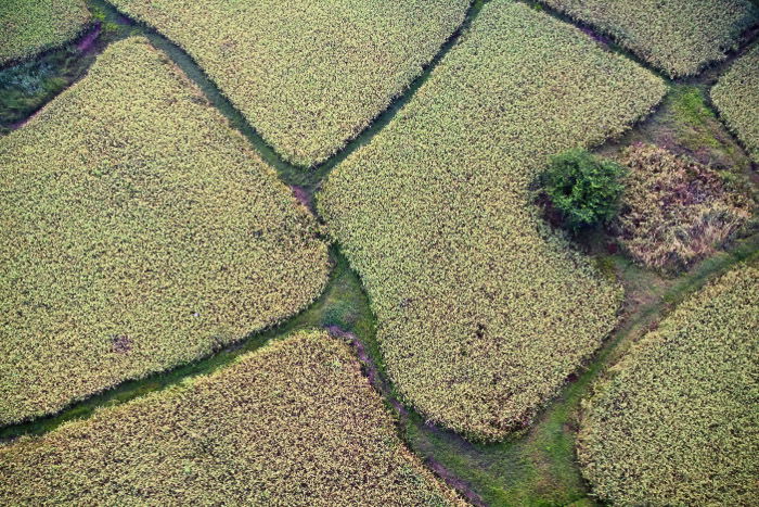 An aerial view of a luscious green minimalist landscape