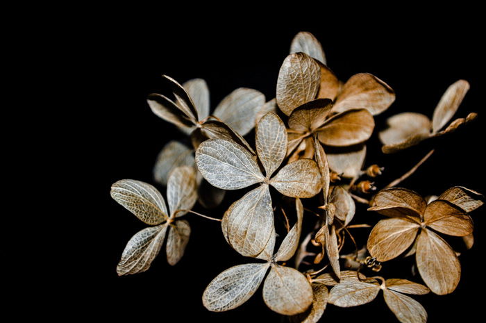 Artistic photo of a plant in front of a black background