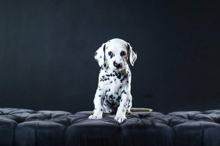 Adorable studio pet portrait of a Dalmatian puppy against a black background shot with photography studio lights 