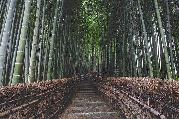 This bamboo grove in Arashiyama, Japan photography