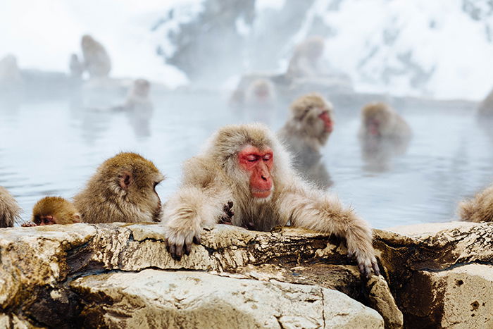 Charming Photo of Monkeys in Jigokudani Monkey Park - cool pictures of japan