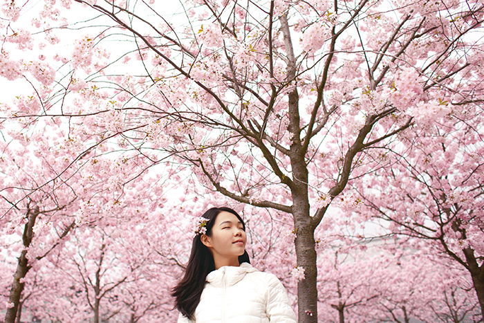 A dreamy portrait of a Japanese girl posing under pink Sakura cherry blossoms