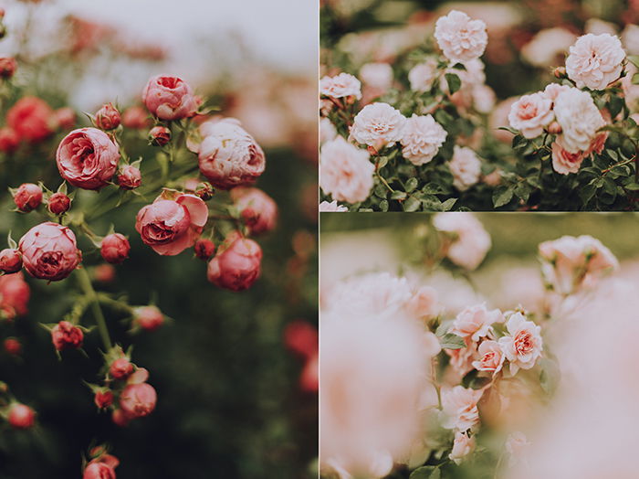 A triptych photography example featuring three different shots of rose bushes