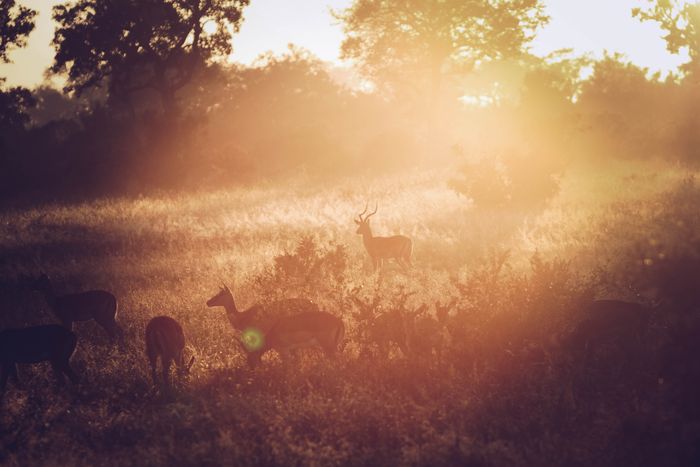 a group of deers gathering on a field with lens flare