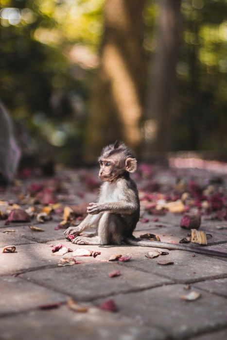 A baby monkey sitting on pavement - wildlife photography clothes