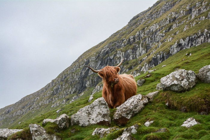 A highland cow standing in a rocky mountainous landscape - wildlife photography clothes