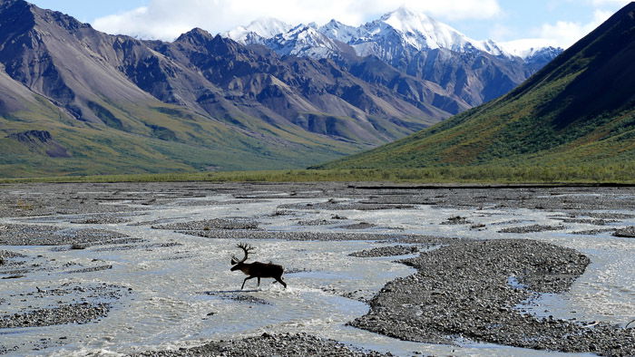 A moose running through a mountainous landscape - wildlife photography clothing