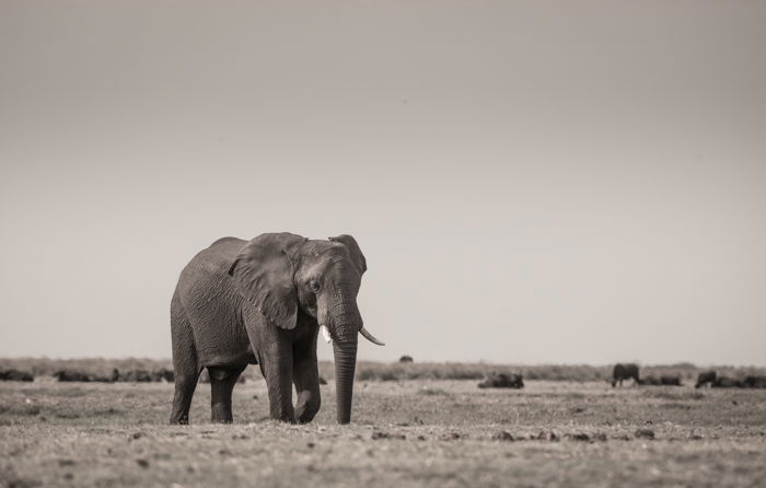 Monochrome safari image of a walking elephant