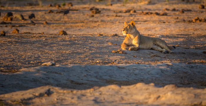 A stunning portrait of a lioness resting - safari photography tips