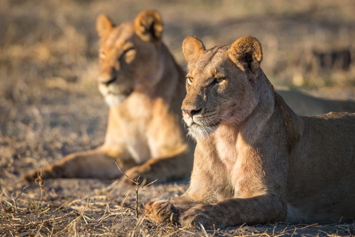 two lionesses basking in the morning sun - great safari photos