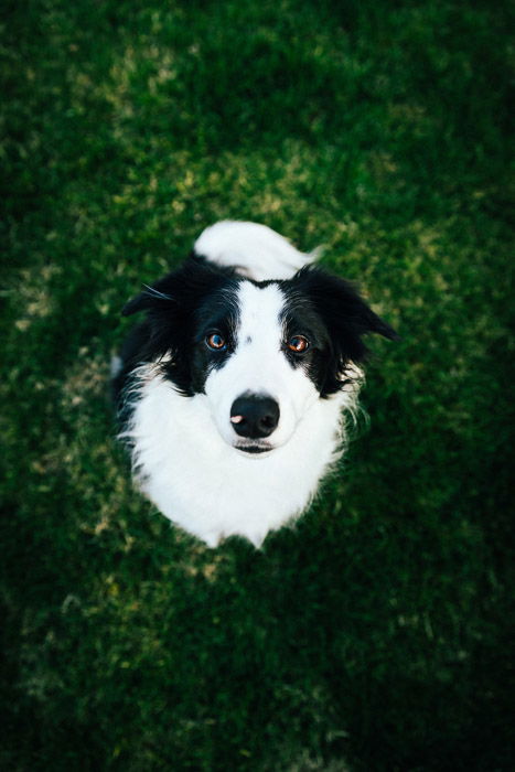 A portrait of a collie dog shot using remote triggers and off camera flash