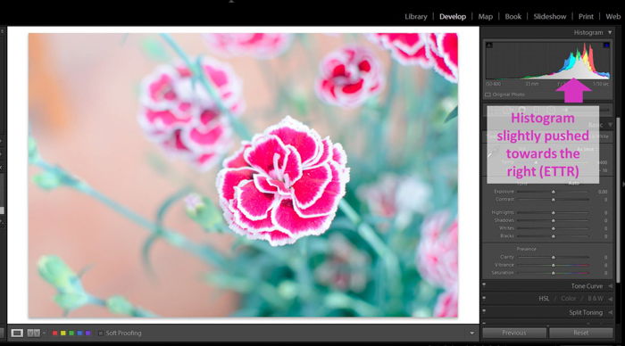 A screenshot of an overexposed picture of a pink flower in Adobe Lightroom with the histogram highlighted showing ETTR