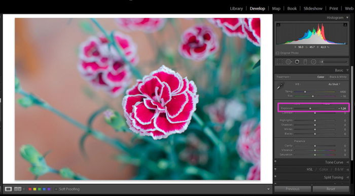 A screenshot of bringing down an overexposed picture of a pink flower in Adobe Lightroom 